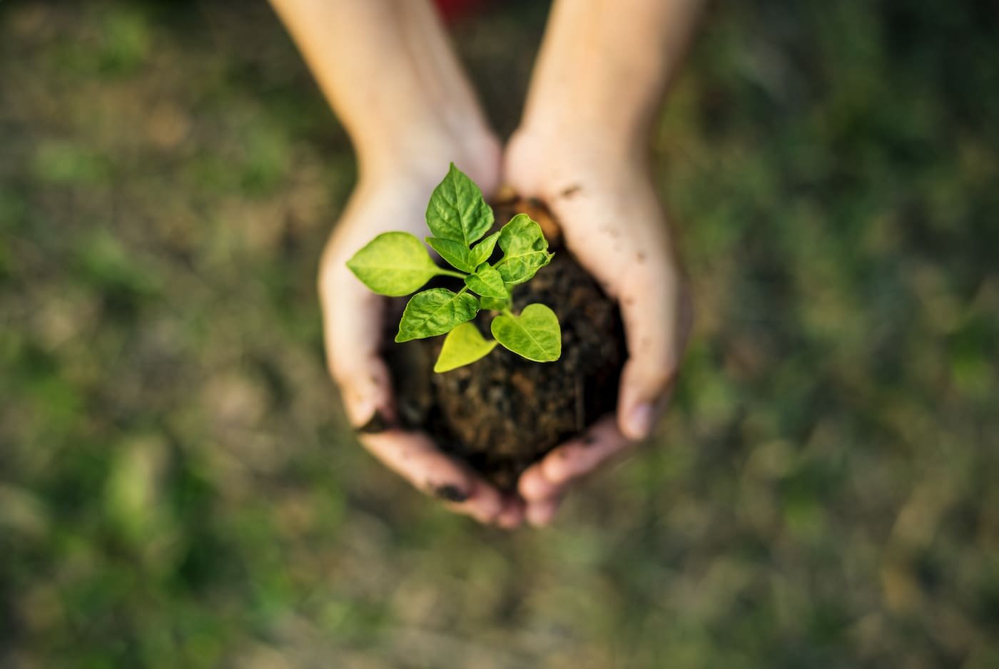 A person holding a plant with soil